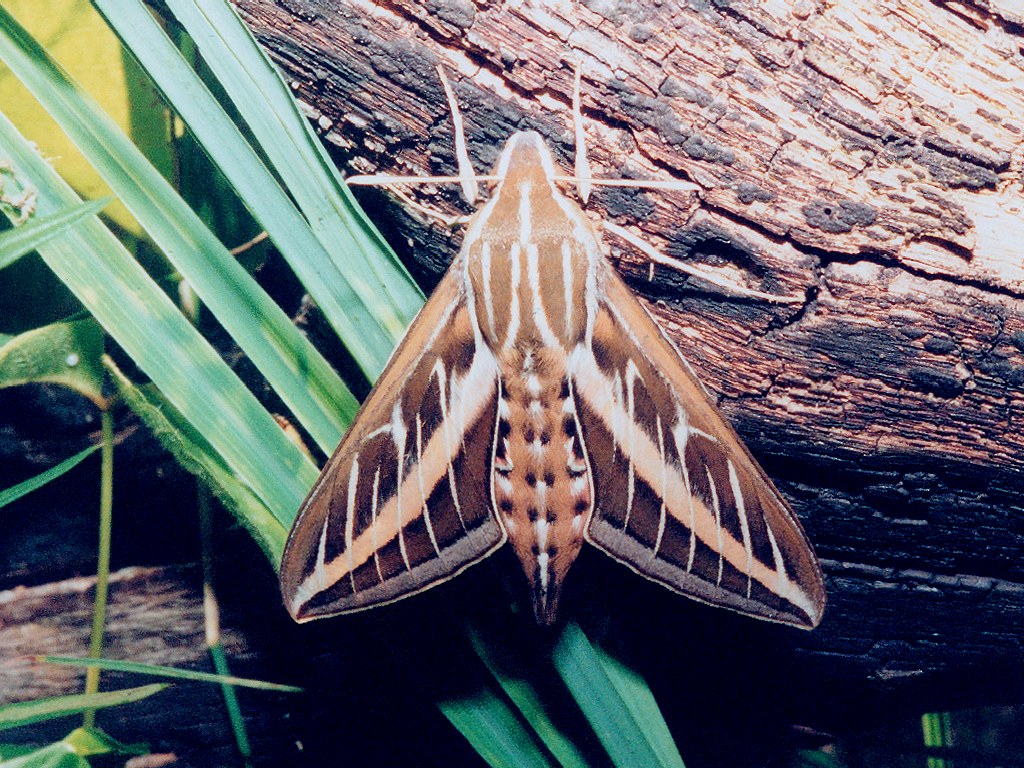 Naturel İlaçlama